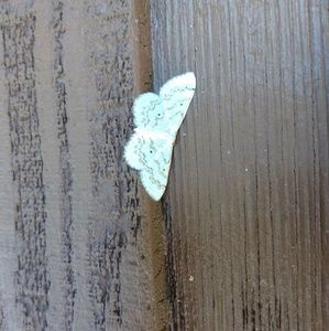 Meet your Posher, Clarissa